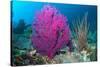 Gorgonian sea fans on coral reef at Raja Ampat, Indonesia-Georgette Douwma-Stretched Canvas