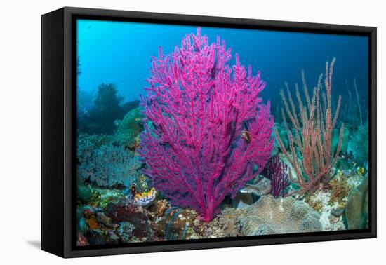 Gorgonian sea fans on coral reef at Raja Ampat, Indonesia-Georgette Douwma-Framed Stretched Canvas