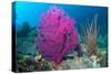 Gorgonian sea fans on coral reef at Raja Ampat, Indonesia-Georgette Douwma-Stretched Canvas