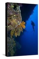 Gorgonian Sea Fans (Subergorgia Mollis) with Diver, Queensland, Australia, Pacific-Louise Murray-Stretched Canvas