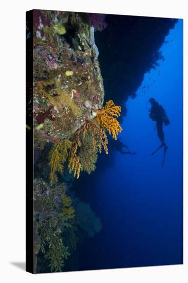 Gorgonian Sea Fans (Subergorgia Mollis) with Diver, Queensland, Australia, Pacific-Louise Murray-Stretched Canvas