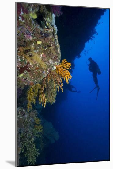 Gorgonian Sea Fans (Subergorgia Mollis) with Diver, Queensland, Australia, Pacific-Louise Murray-Mounted Photographic Print