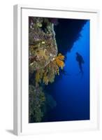 Gorgonian Sea Fans (Subergorgia Mollis) with Diver, Queensland, Australia, Pacific-Louise Murray-Framed Photographic Print