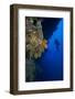 Gorgonian Sea Fans (Subergorgia Mollis) with Diver, Queensland, Australia, Pacific-Louise Murray-Framed Photographic Print