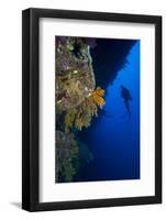 Gorgonian Sea Fans (Subergorgia Mollis) with Diver, Queensland, Australia, Pacific-Louise Murray-Framed Photographic Print