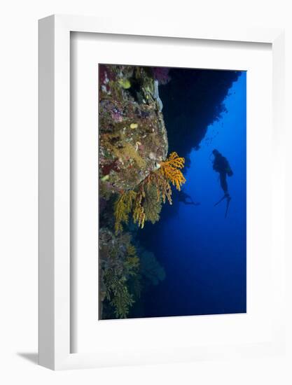 Gorgonian Sea Fans (Subergorgia Mollis) with Diver, Queensland, Australia, Pacific-Louise Murray-Framed Photographic Print