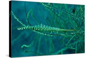 Gorgonian Shrimp Carring Hundreds of Eggs Along-null-Stretched Canvas