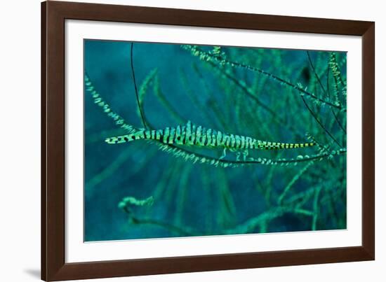 Gorgonian Shrimp Carring Hundreds of Eggs Along-null-Framed Photographic Print