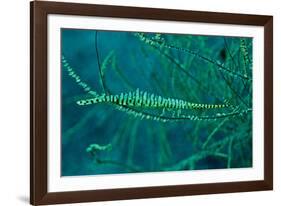 Gorgonian Shrimp Carring Hundreds of Eggs Along-null-Framed Photographic Print