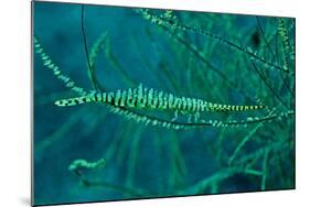 Gorgonian Shrimp Carring Hundreds of Eggs Along-null-Mounted Photographic Print