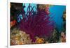 Gorgonian Soft Coral (Gorgonacea), Rainbow Reef, Fiji-Pete Oxford-Framed Photographic Print