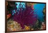 Gorgonian Soft Coral (Gorgonacea), Rainbow Reef, Fiji-Pete Oxford-Framed Photographic Print