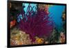 Gorgonian Soft Coral (Gorgonacea), Rainbow Reef, Fiji-Pete Oxford-Framed Photographic Print