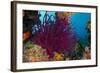 Gorgonian Soft Coral (Gorgonacea), Rainbow Reef, Fiji-Pete Oxford-Framed Photographic Print