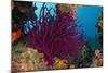 Gorgonian Soft Coral (Gorgonacea), Rainbow Reef, Fiji-Pete Oxford-Mounted Photographic Print