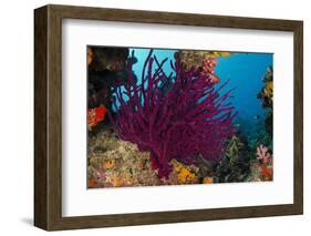 Gorgonian Soft Coral (Gorgonacea), Rainbow Reef, Fiji-Pete Oxford-Framed Photographic Print