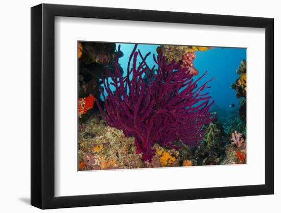 Gorgonian Soft Coral (Gorgonacea), Rainbow Reef, Fiji-Pete Oxford-Framed Photographic Print