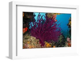 Gorgonian Soft Coral (Gorgonacea), Rainbow Reef, Fiji-Pete Oxford-Framed Photographic Print