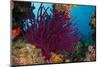 Gorgonian Soft Coral (Gorgonacea), Rainbow Reef, Fiji-Pete Oxford-Mounted Photographic Print