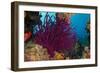 Gorgonian Soft Coral (Gorgonacea), Rainbow Reef, Fiji-Pete Oxford-Framed Photographic Print
