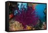 Gorgonian Soft Coral (Gorgonacea), Rainbow Reef, Fiji-Pete Oxford-Framed Stretched Canvas
