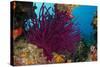 Gorgonian Soft Coral (Gorgonacea), Rainbow Reef, Fiji-Pete Oxford-Stretched Canvas