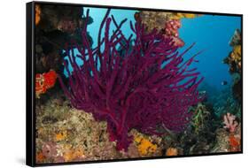 Gorgonian Soft Coral (Gorgonacea), Rainbow Reef, Fiji-Pete Oxford-Framed Stretched Canvas