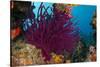 Gorgonian Soft Coral (Gorgonacea), Rainbow Reef, Fiji-Pete Oxford-Stretched Canvas