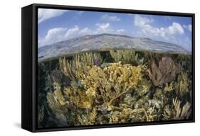 Gorgonians and Reef-Building Corals Near the Blue Hole in Belize-Stocktrek Images-Framed Stretched Canvas