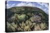 Gorgonians and Reef-Building Corals Near the Blue Hole in Belize-Stocktrek Images-Stretched Canvas