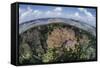 Gorgonians and Reef-Building Corals Near the Blue Hole in Belize-Stocktrek Images-Framed Stretched Canvas