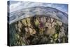 Gorgonians and Reef-Building Corals Near the Blue Hole in Belize-Stocktrek Images-Stretched Canvas