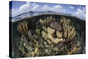 Gorgonians and Reef-Building Corals Near the Blue Hole in Belize-Stocktrek Images-Stretched Canvas