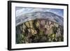 Gorgonians and Reef-Building Corals Near the Blue Hole in Belize-Stocktrek Images-Framed Photographic Print