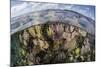 Gorgonians and Reef-Building Corals Near the Blue Hole in Belize-Stocktrek Images-Mounted Photographic Print