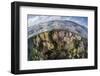 Gorgonians and Reef-Building Corals Near the Blue Hole in Belize-Stocktrek Images-Framed Photographic Print