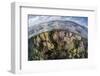 Gorgonians and Reef-Building Corals Near the Blue Hole in Belize-Stocktrek Images-Framed Photographic Print