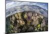 Gorgonians and Reef-Building Corals Near the Blue Hole in Belize-Stocktrek Images-Mounted Photographic Print