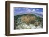 Gorgonians and Reef-Building Corals Near the Blue Hole in Belize-Stocktrek Images-Framed Photographic Print