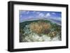 Gorgonians and Reef-Building Corals Near the Blue Hole in Belize-Stocktrek Images-Framed Photographic Print