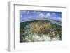 Gorgonians and Reef-Building Corals Near the Blue Hole in Belize-Stocktrek Images-Framed Photographic Print