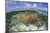 Gorgonians and Reef-Building Corals Near the Blue Hole in Belize-Stocktrek Images-Mounted Photographic Print
