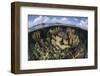 Gorgonians and Reef-Building Corals Near the Blue Hole in Belize-Stocktrek Images-Framed Photographic Print