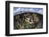 Gorgonians and Reef-Building Corals Near the Blue Hole in Belize-Stocktrek Images-Framed Photographic Print