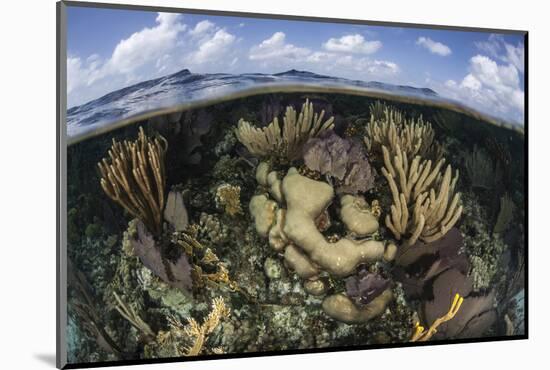 Gorgonians and Reef-Building Corals Near the Blue Hole in Belize-Stocktrek Images-Mounted Photographic Print