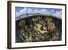 Gorgonians and Reef-Building Corals Near the Blue Hole in Belize-Stocktrek Images-Framed Photographic Print