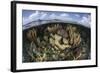 Gorgonians and Reef-Building Corals Near the Blue Hole in Belize-Stocktrek Images-Framed Photographic Print