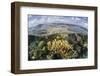 Gorgonians and Reef-Building Corals Near the Blue Hole in Belize-Stocktrek Images-Framed Photographic Print