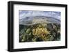 Gorgonians and Reef-Building Corals Near the Blue Hole in Belize-Stocktrek Images-Framed Photographic Print