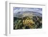 Gorgonians and Reef-Building Corals Near the Blue Hole in Belize-Stocktrek Images-Framed Photographic Print